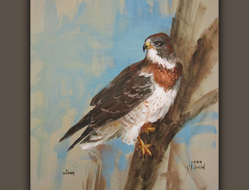 Preview CC112 Swainsons Hawk