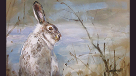CC105 Snowshoe Hare