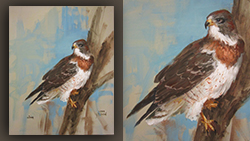 CC112 Swainson's Hawk